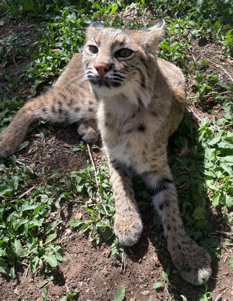 bobcat amarillo texas